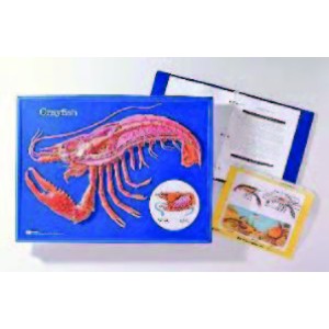 Crayfish Activity Model